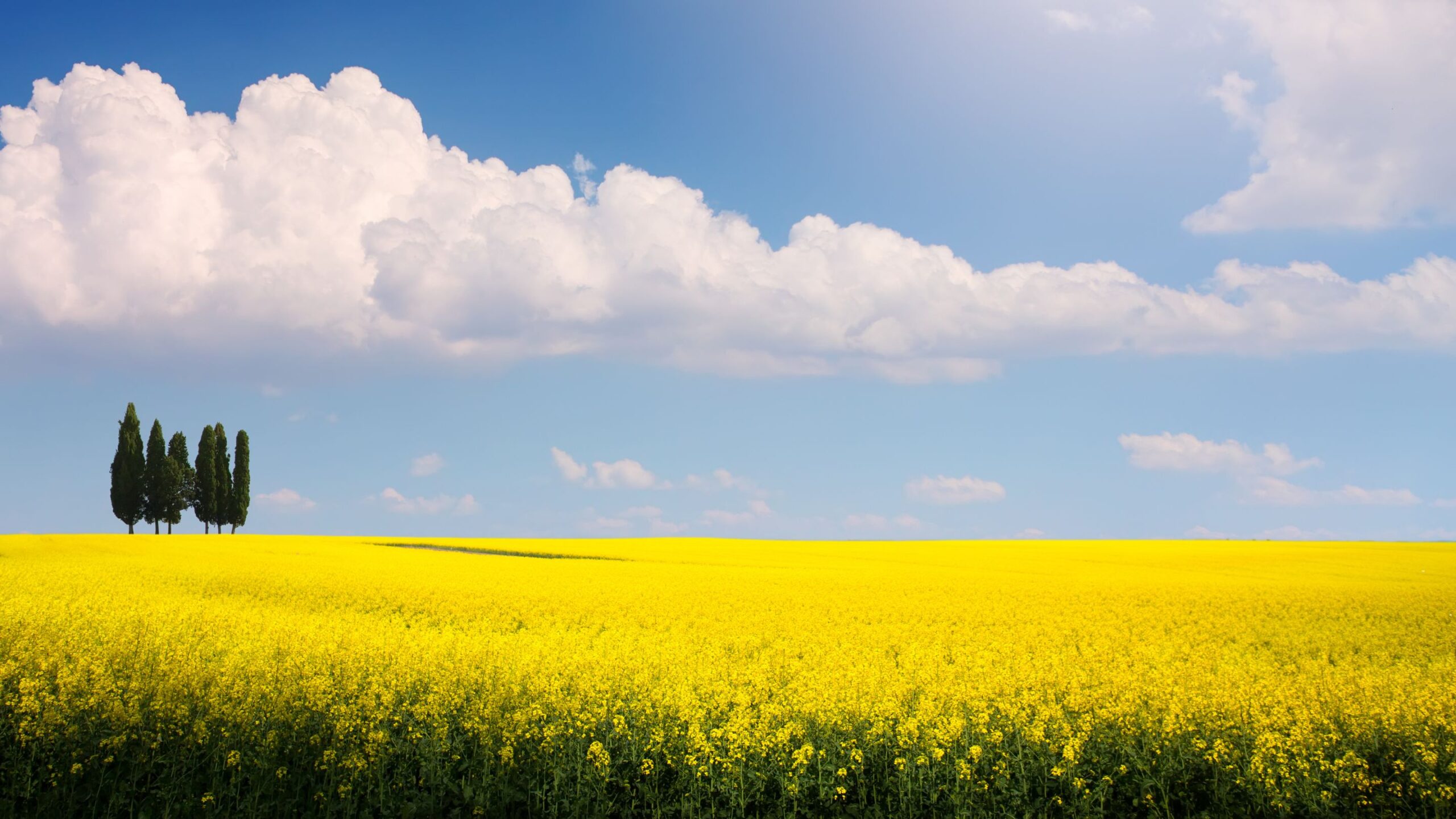 Energie-aus-Biomasse-2880x1620-2