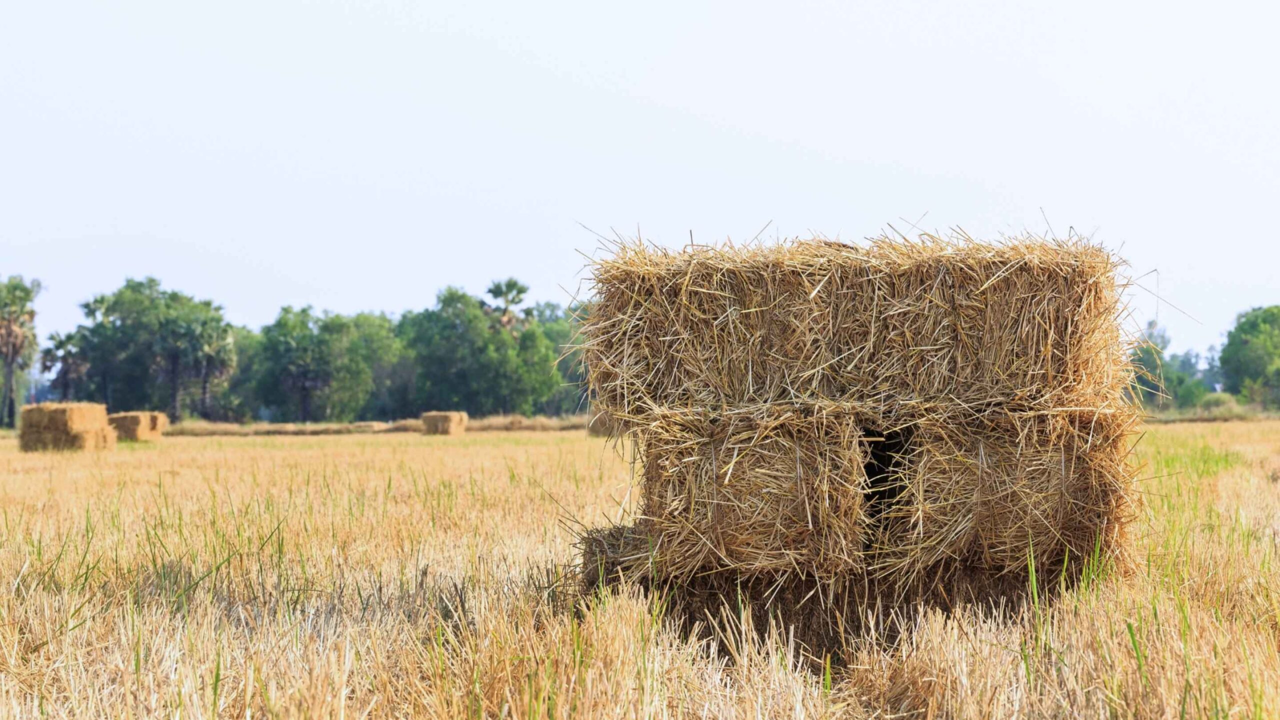 Teaser-Agricultural-Waste-2880x1620-1-scaled