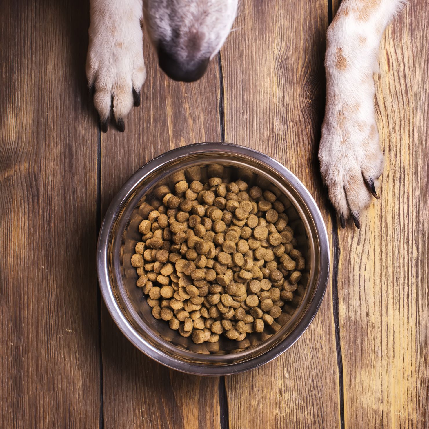 petfood-1480x1480-3