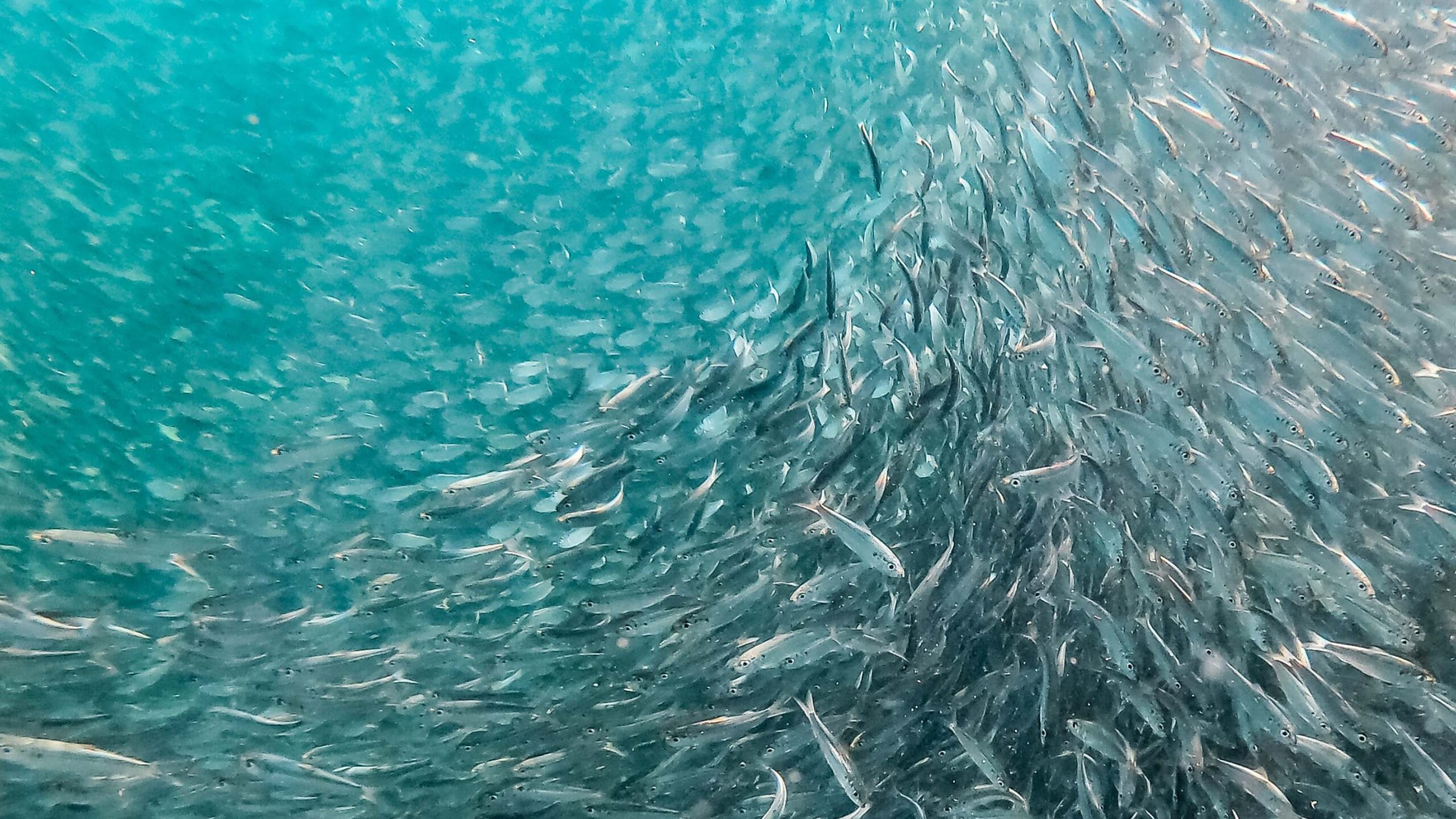 Fisch Futter 22880x1620